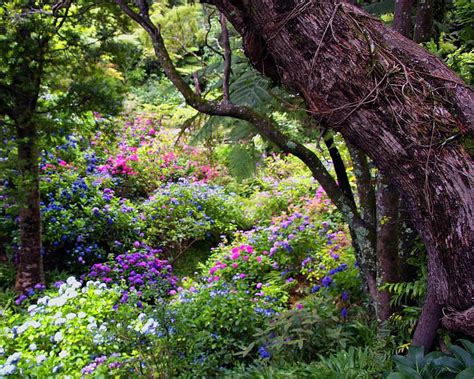 Enchanted Forest Amazing Gardens Forest Flowers Enchanted Forest