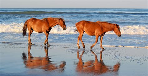 Wild Horses Corolla Nc The Outer Banks Outer Banks Vacation