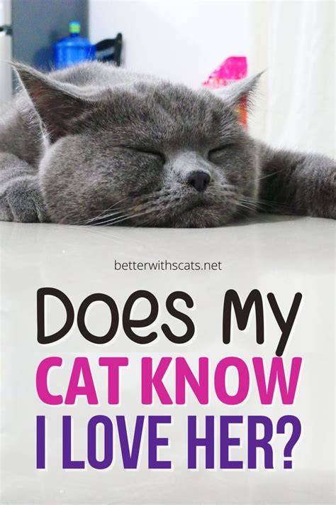 does my cat know i love her answered explained artofit