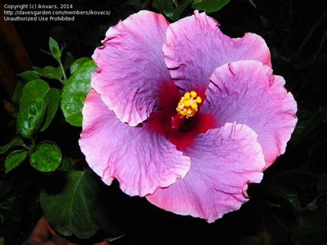 Plantfiles Pictures Tropical Hibiscus Tahitian Antique Purple