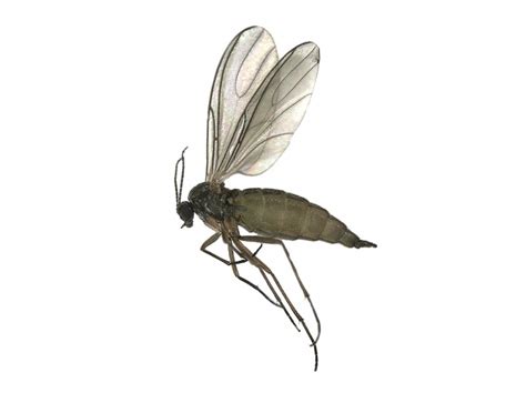 Fungus Gnat Facts Where They Come From How To Identify And More