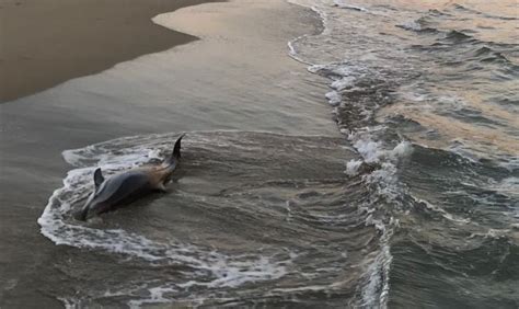 Dead Dolphin On The Arenal Beach Já Xà