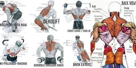 Building A Massive Back Is A Fast Way To Gain Muscles Back Muscles