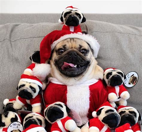 If All You Want To Do This Winter Is Be In A Mood Doug The Pug Is Your