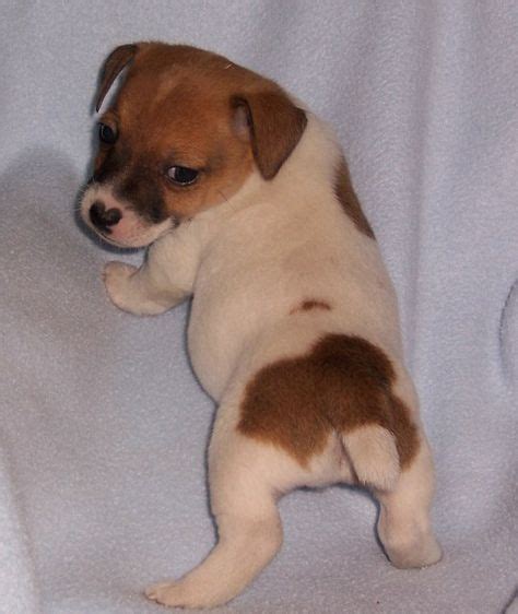 Jack Russell Newborn Puppies Google Search Jack Russell Puppies