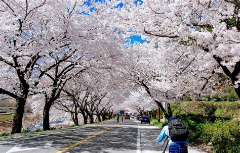 เกาหลี เทศกาลและสถานที่ท่องเที่ยวในฤดูใบไม้ผลิ ของเกาหลี