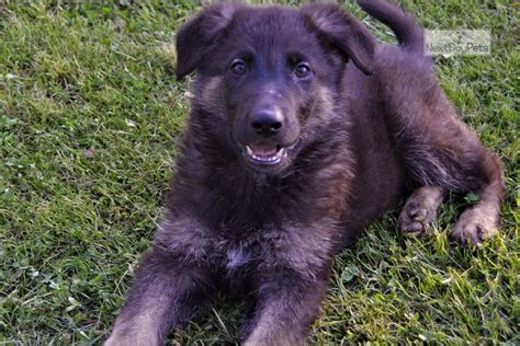 Remi German Shepherd Puppy For Sale Near Springfield Missouri