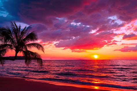 Tropical Sunset Sea Palms Sand Tropics Coast Paradise Beautiful