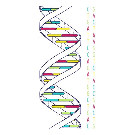 Simple Dna Structure