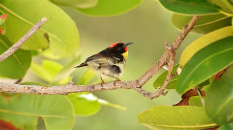 8 Beautiful Birds To Look Out For In Fiji