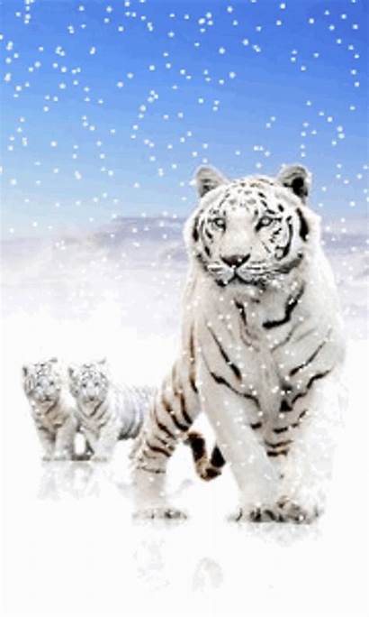 Tiger Snow Tigers Siberian Wallpapers Android Animals