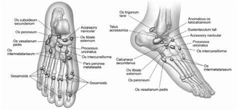 Foot Ankle And Calf Musculoskeletal Key
