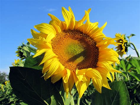 Riesengroße bildauswahl & viele designs keine zuteilung erforderlich kein copyright. Sonnenblume - Hintergrundbilder kostenlos: Sommer