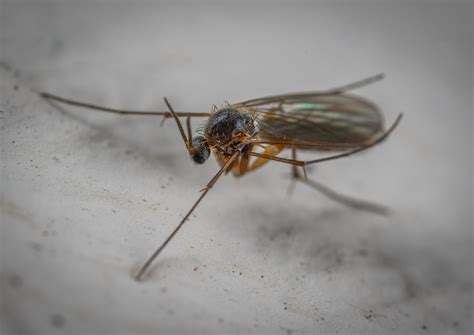 How to Get Rid of Gnats in the Microwave Naturally (DIY Remedies) | BugWiz