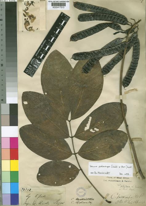 Senna Podocarpa Guill And Perr Lock Plants Of The World Online Kew Science