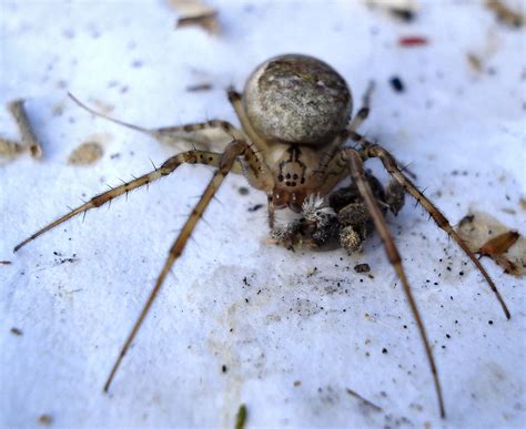 Dsc04726 British Spiders Mick Talbot Flickr