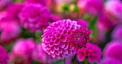 We offer an extraordinary number of hd images that will instantly freshen up your smartphone or computer. Dahlia Flower HD Wallpapers