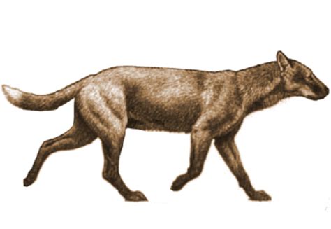 Art Illustration Prehistoric Mammals Epicyon Is An Extinct Genus Of Canid Of Borophaginae