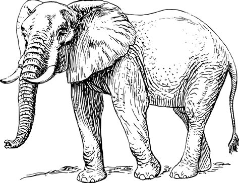 Bagaimana pendapat anda mengenai mewarnai gambar gajah di atas? Mewarnai Gambar Gajah Free Download - BLOG MEWARNAI
