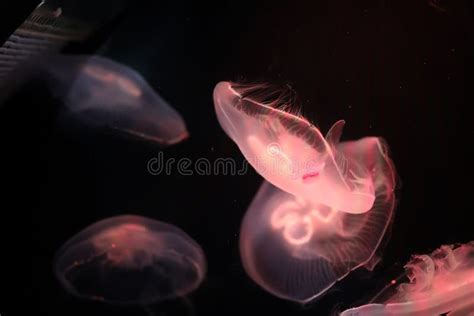 Multicolored Jellyfish Swim Under Water Stock Photo Image Of Animal