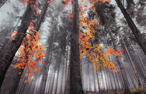 Fall Forest Nature Landscape Trees Mist Orange