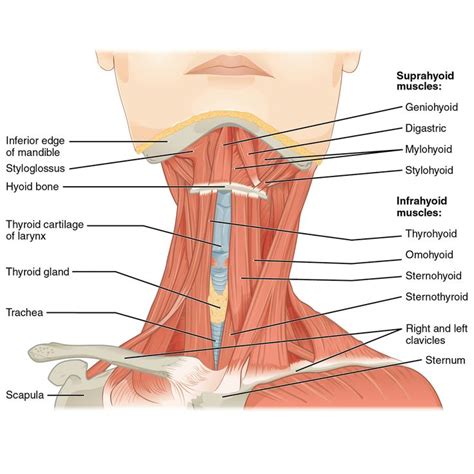 It also draws the corners of the mouth inferiorly and assists in depressing the mandible. Muscles of the head, neck and back | Radiology Case ...