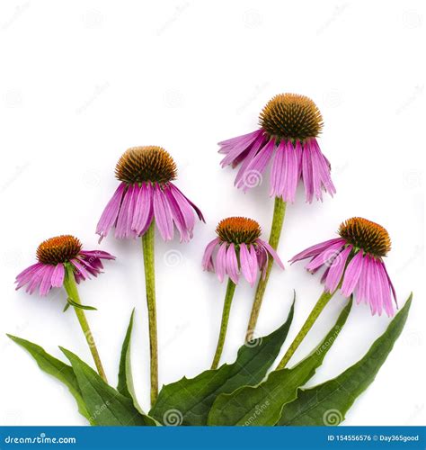Pink Flowers Of Echinacea Purpurea On A White Background View From