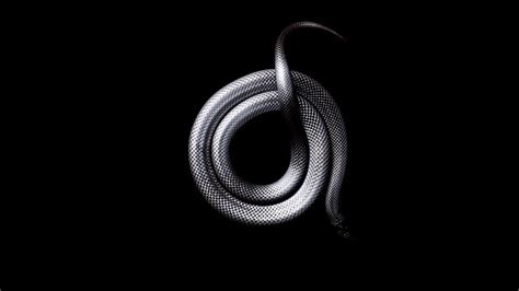 Discover More Than 76 Black Snake Wallpaper Latest Vn
