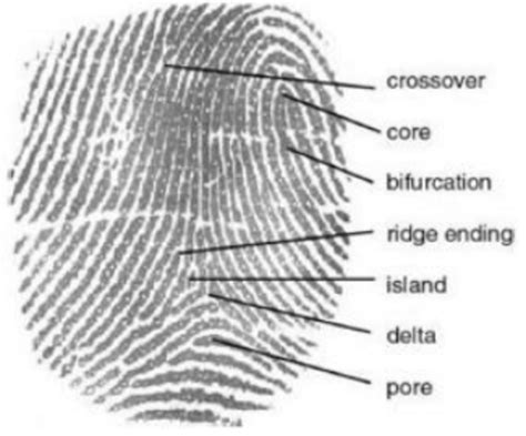 Fingerprint Identification Chart