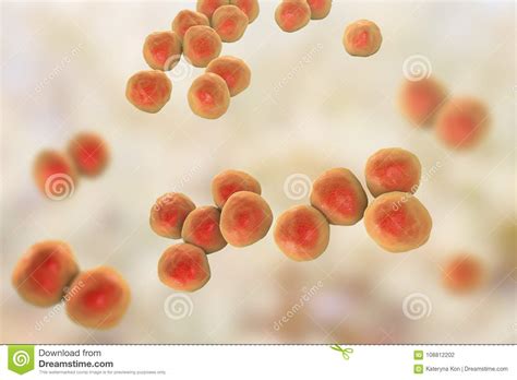 Veillonella Bacteria Gram Negative Anaerobic Cocci Stock Illustration