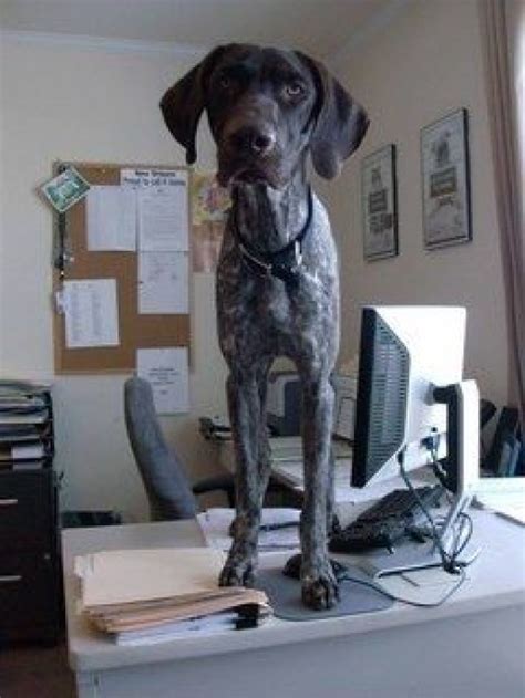 How To Convince Your Boss To Allow Dogs In The Office Hubpages