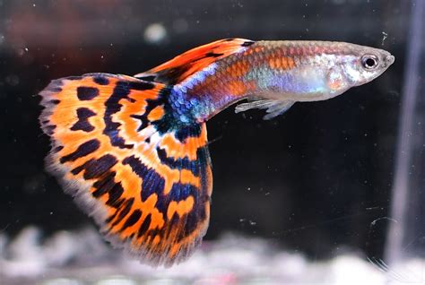 Best Information About Guppy Fry ( Basic Tips & Guide )