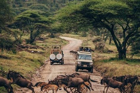 10 Best Tanzania Safari Tours 20212022 Tourradar