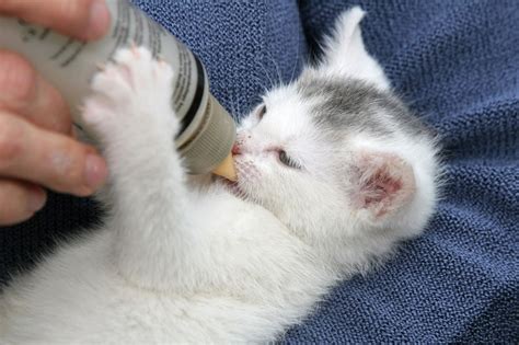 You need to find volume by displacement instead of by formula when the object is not a regular solid. Homemade Kitten Formula