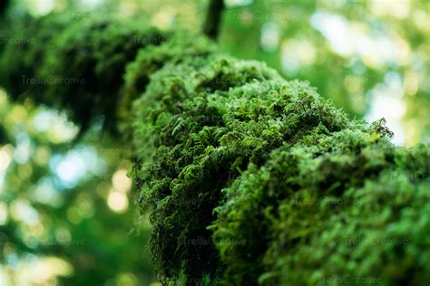 Image An Extreme Close Up Of Moss Growth On Tree Branch High Res Stock