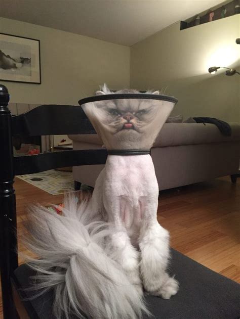 Literally Just 16 Of The Funniest Cat Pictures Weve Ever Seen Cuteness