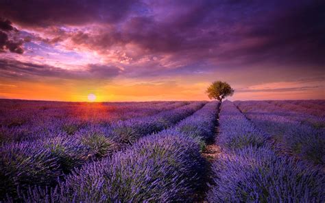 Lavender Picture Image Abyss