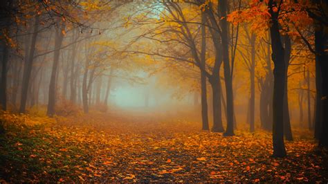 Download Wallpaper 2048x1152 Forest Fog Autumn Foliage Ultrawide