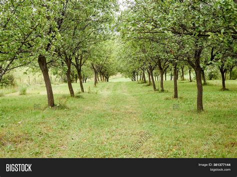 Trees Orchard Image And Photo Free Trial Bigstock