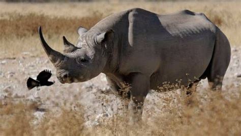 Western Black Rhinos Extinct But Not Forgotten