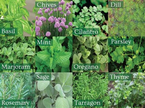 Different Types Of Plants Like Herbs Shrubs
