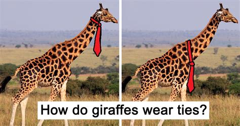 people can t agree whether giraffes wear their ties at the top or bottom and the answers are