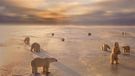 Polar Bears Near Churchill Manitoba Canada Bing Gallery