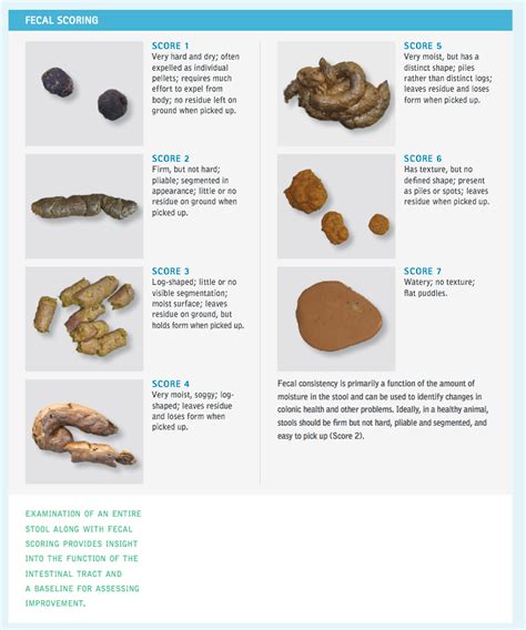 Is My Cats Poop Normal Cat Poop Chart With Pictures Images And Photos