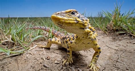 Dragon Like Sungazer Lizard In Danger Africa Geographic