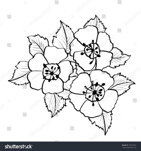 Flowers Sketch Black White Vector Illustration Stock Vector Royalty