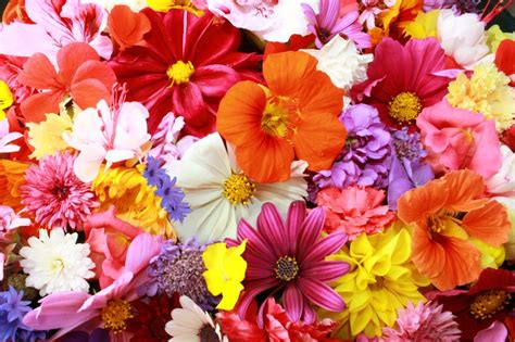 Spring png collections download alot of images for spring download free with high quality for designers. Colorful flower carpet - HD Spring wallpaper