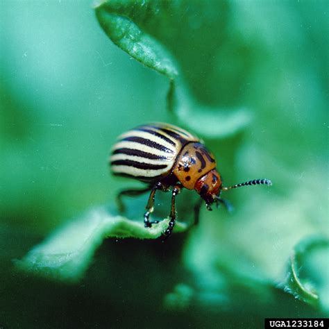 Colorado Potato Beetle Leptinotarsa Decemlineata