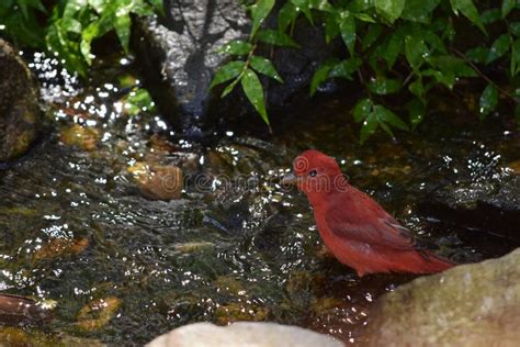 A Red Male Summer Tanager Bird Taking A Bath Stock Image Image Of