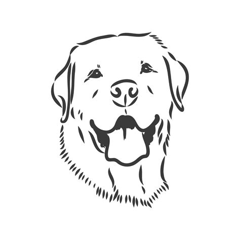 Vector Image Of An Dog Labrador On White Background Labrador Vector